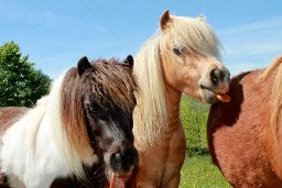 Fairhill Farm miniature horses